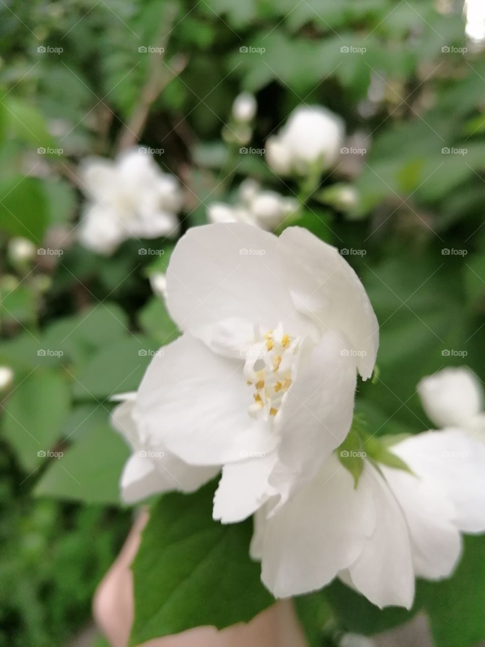 Blooming trees, my favorite time, everything is beautiful and the air is filled with delicious aromas