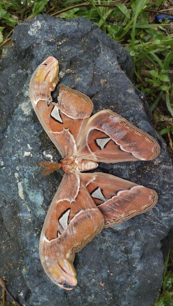 Kupu-kupu raksasa, Kupu-kupu gajah atau Atlas moth (Attacus atlas)
Sejenis ngengat bertubuh sangat besar khas daerah subtropis dan tropis.