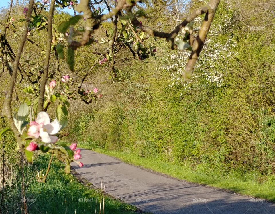 Apfel Apfelblüte Weg Straße grün natur