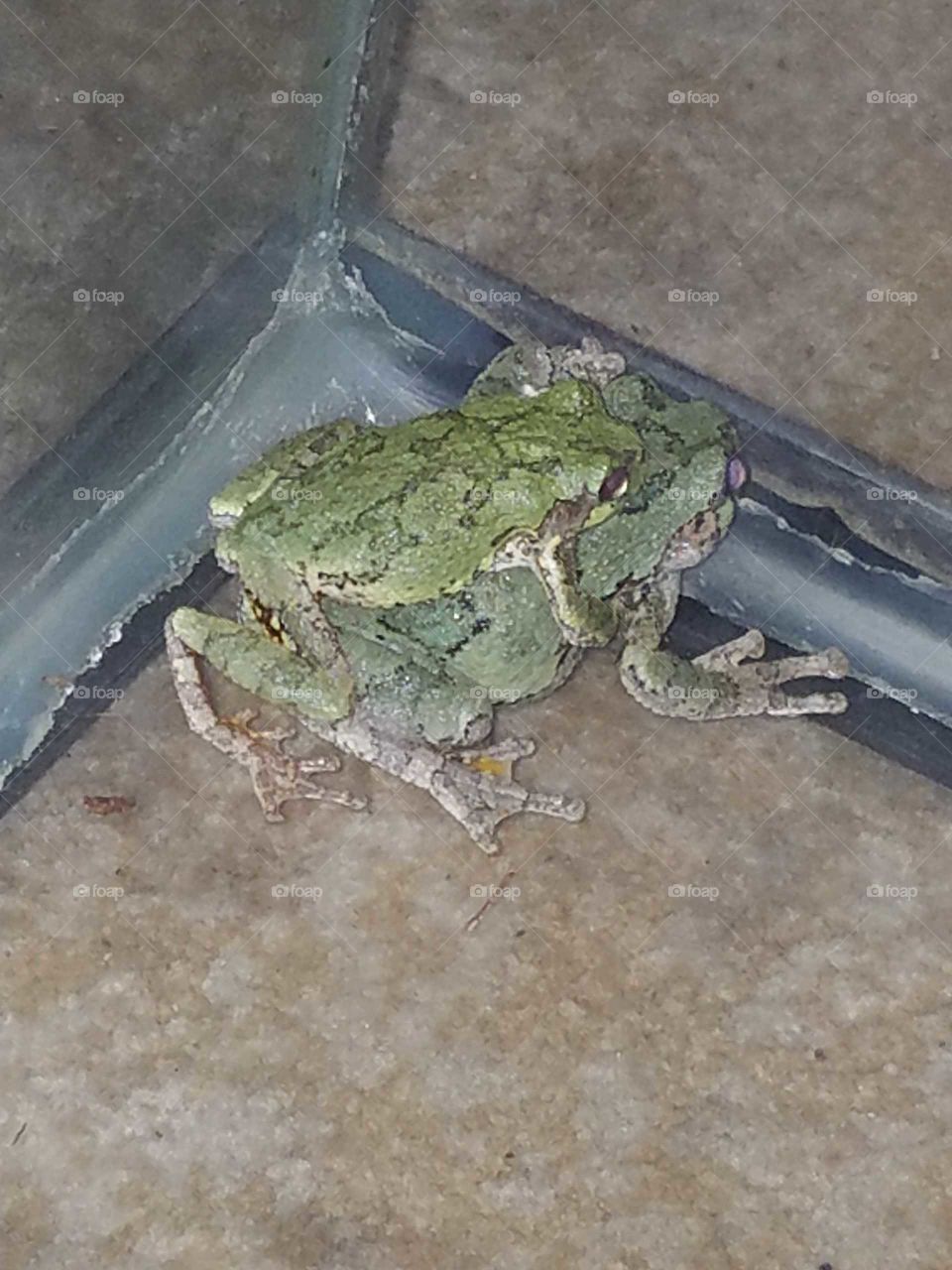 Frog, Amphibian, Nature, Environment, Leaf