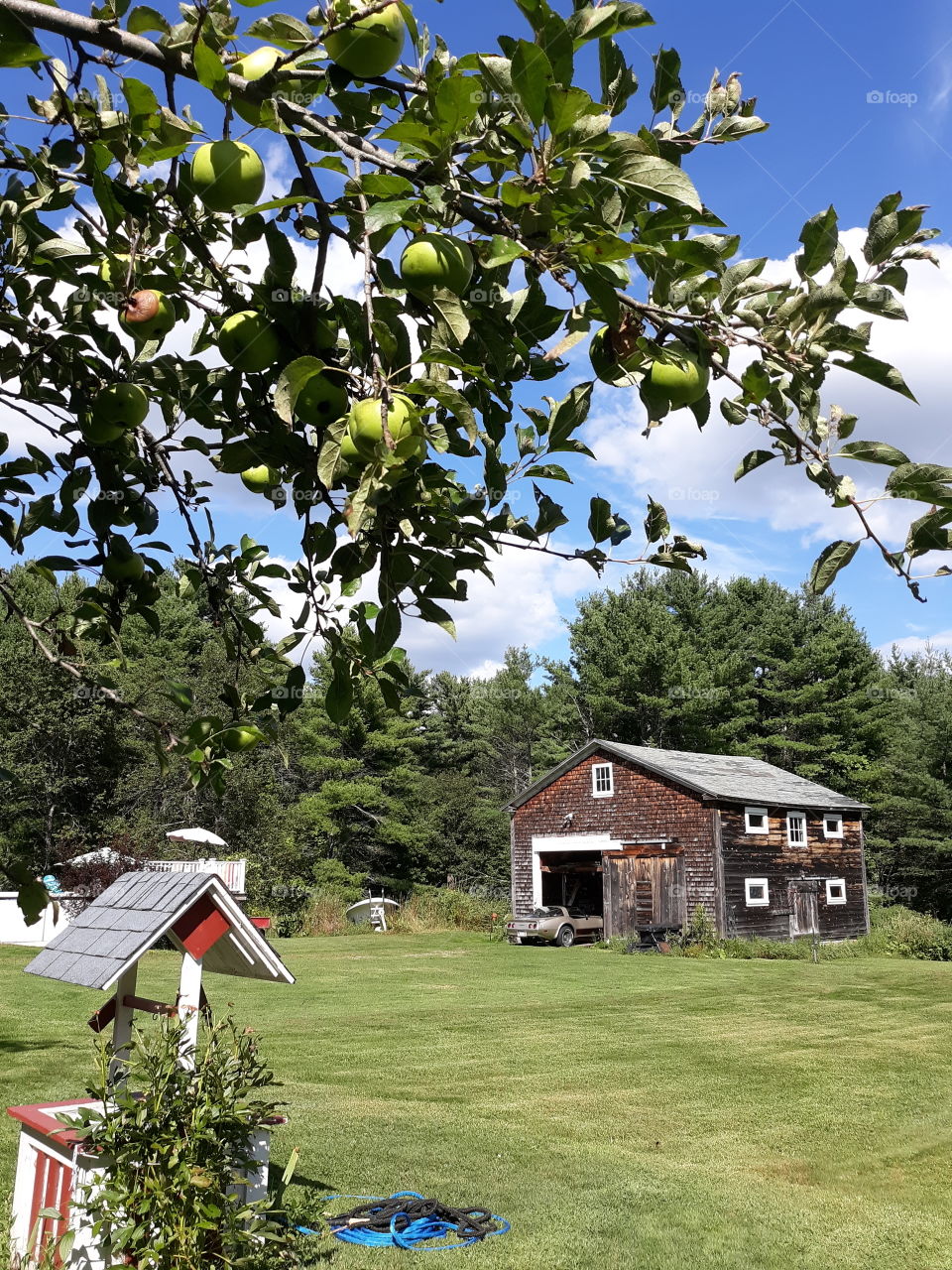 Maine farm