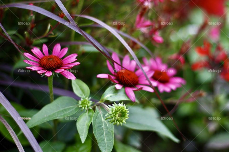 portrait of a plant