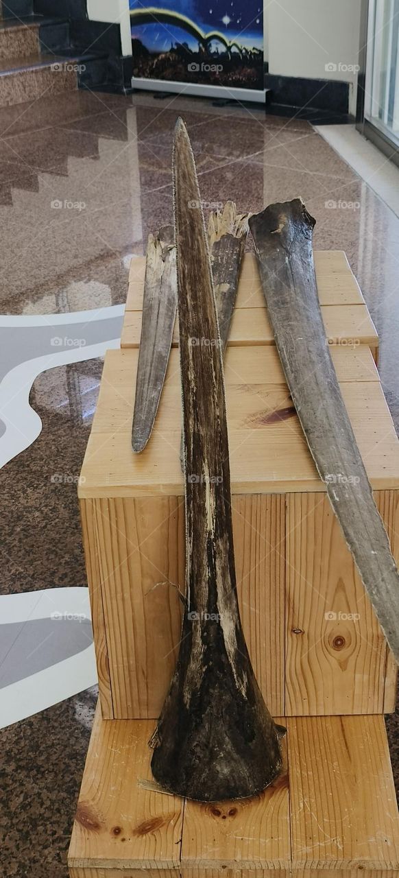 Sailfish horn bones on display at the fishing port