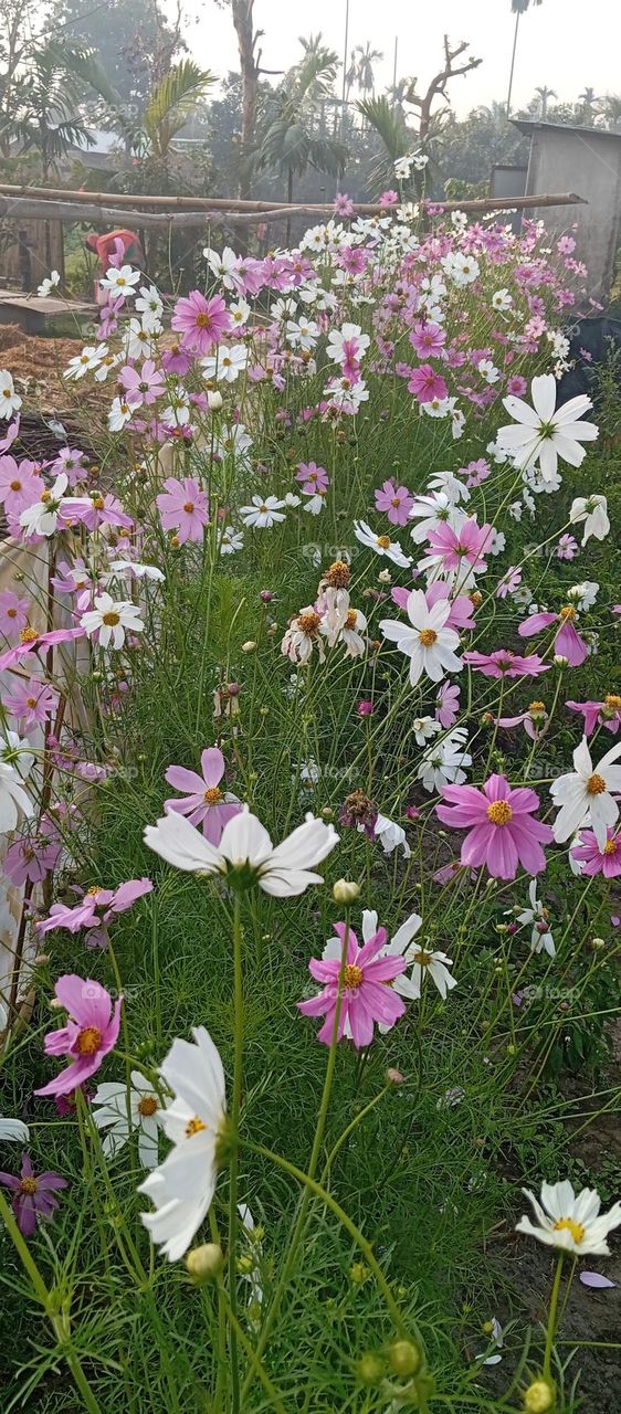 beautiful flowers