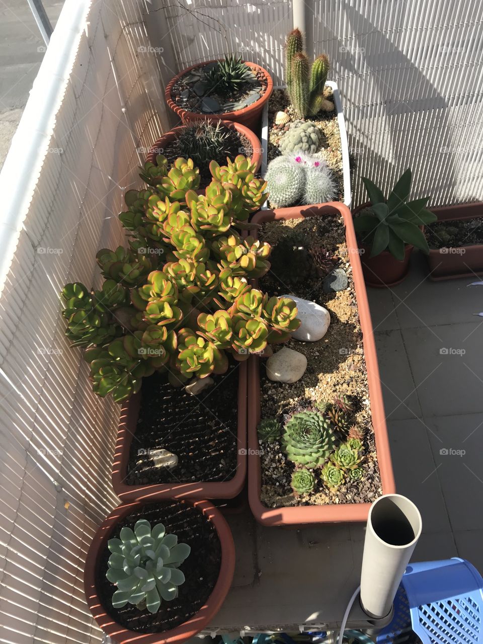My plants 