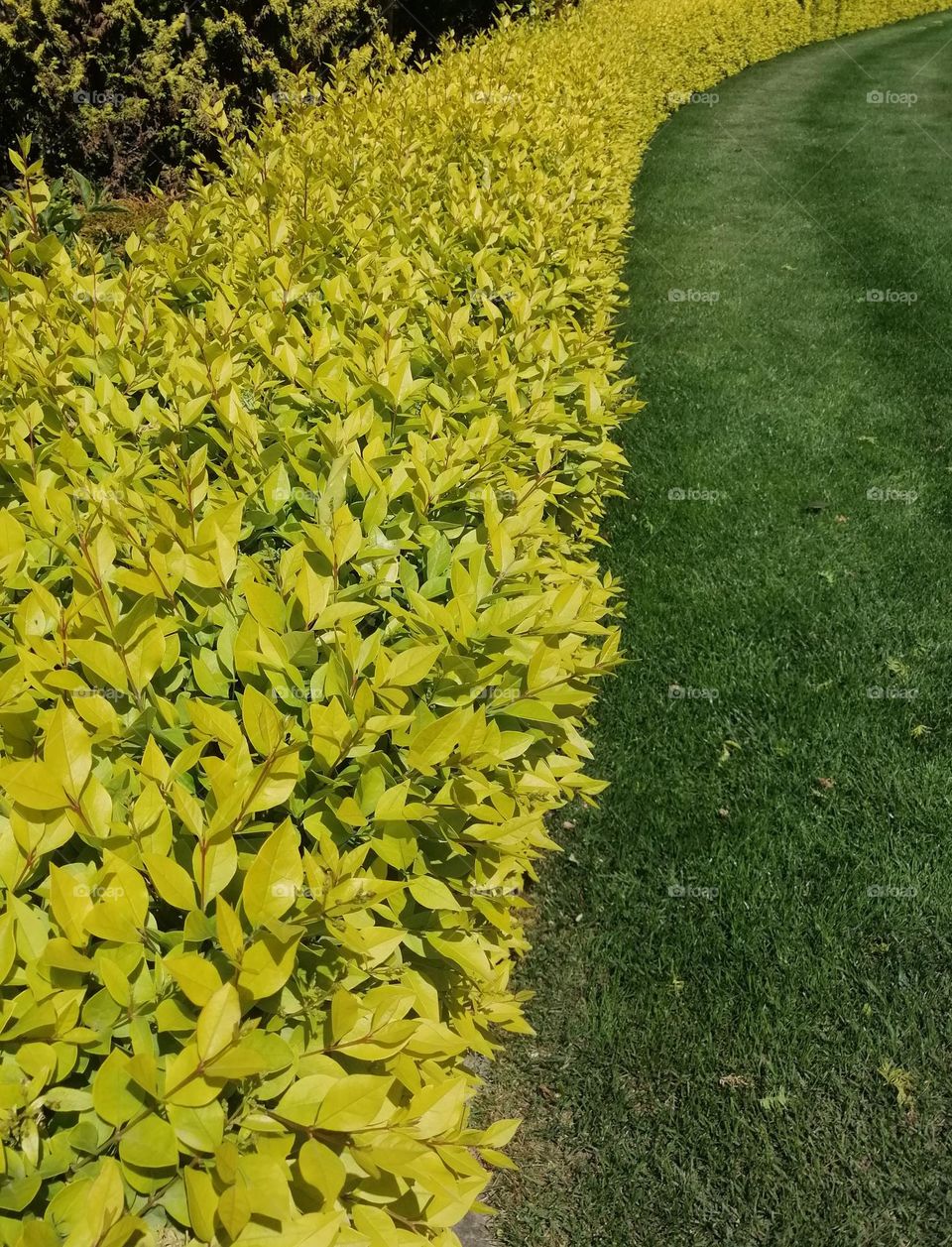 Yellow plants woth grass