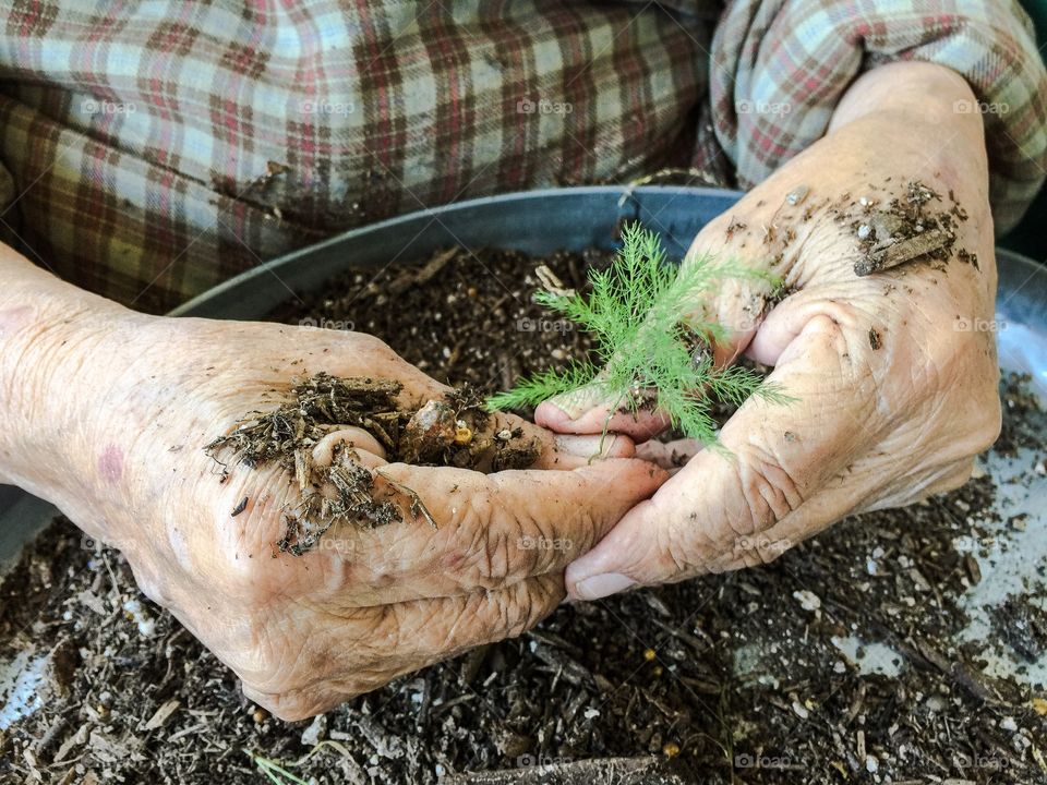 Person planting small plant in pot