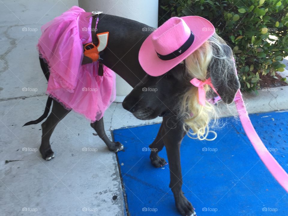 Blue Great Dane dressed as a pink cowgirl 