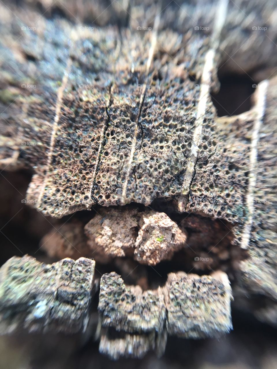 Abstract macro tree stump pattern