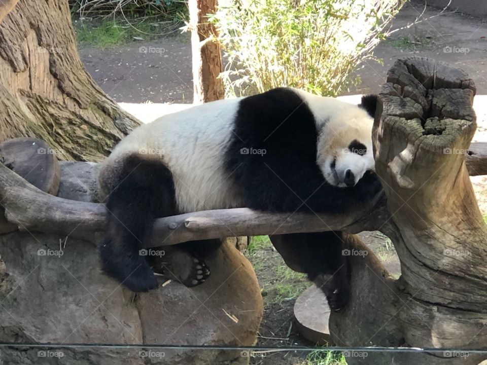 tired panda