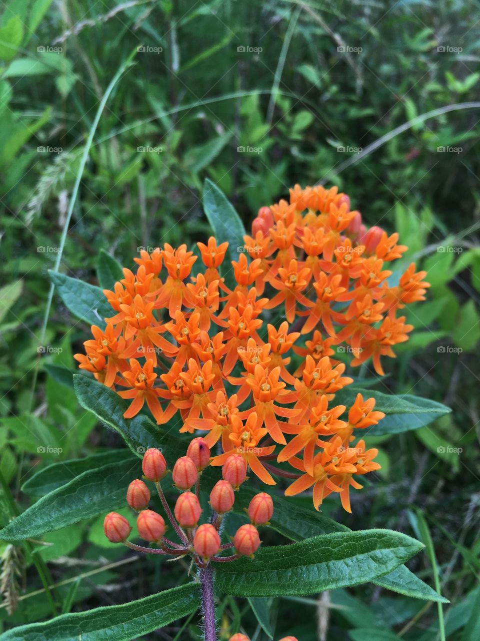 Beautiful butterflyweed 