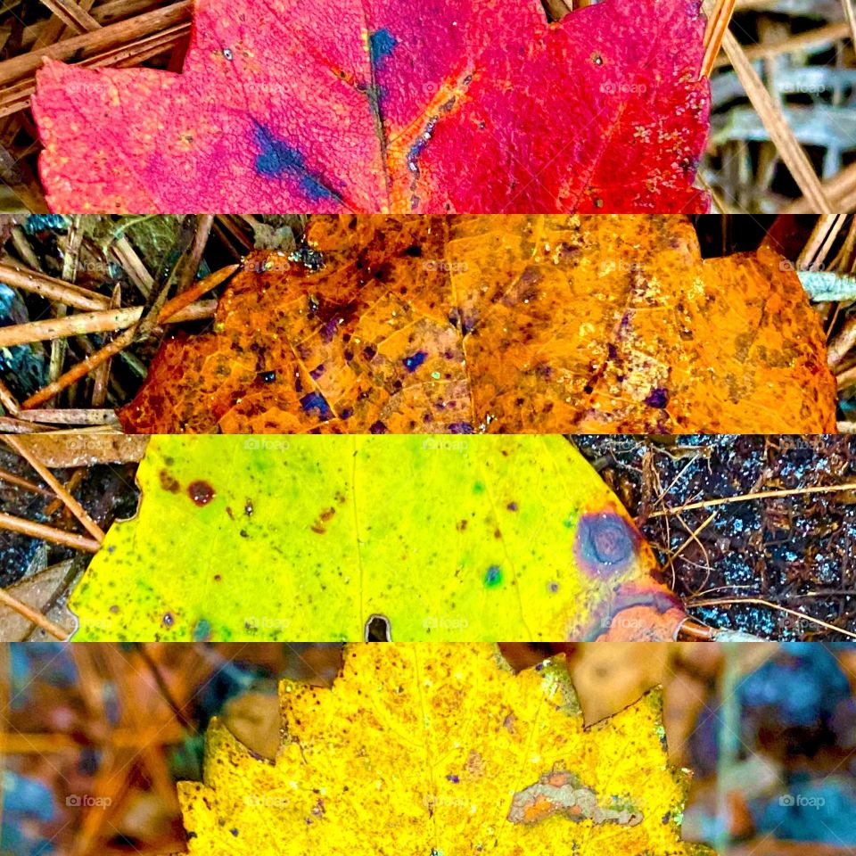 Fall 2020 beautiful colors 