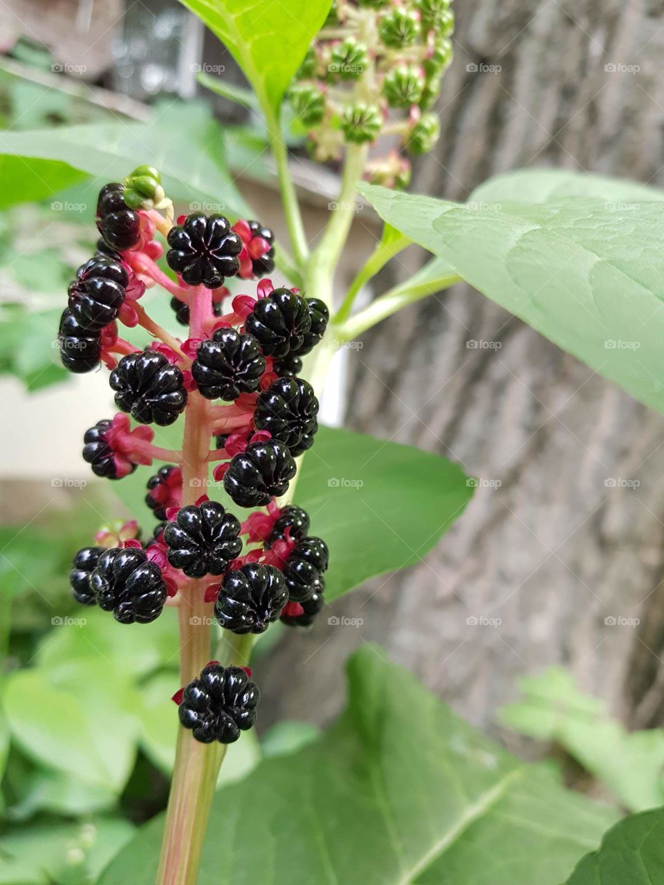 Ripe berries of a wild plant