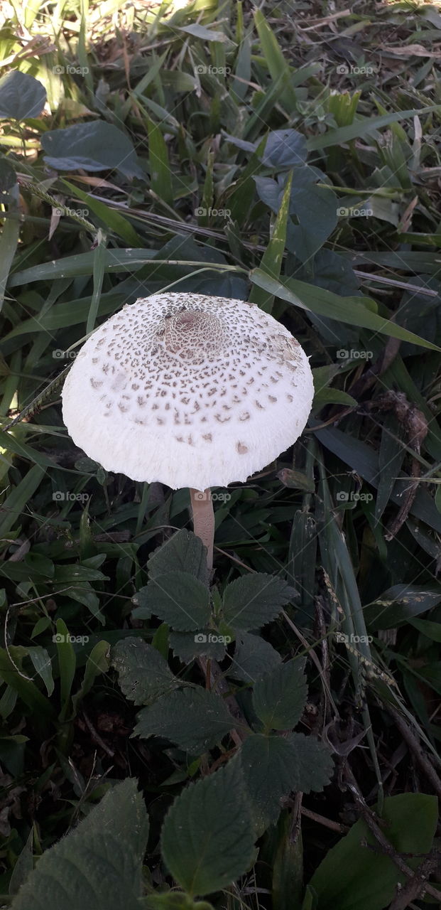 mushroom