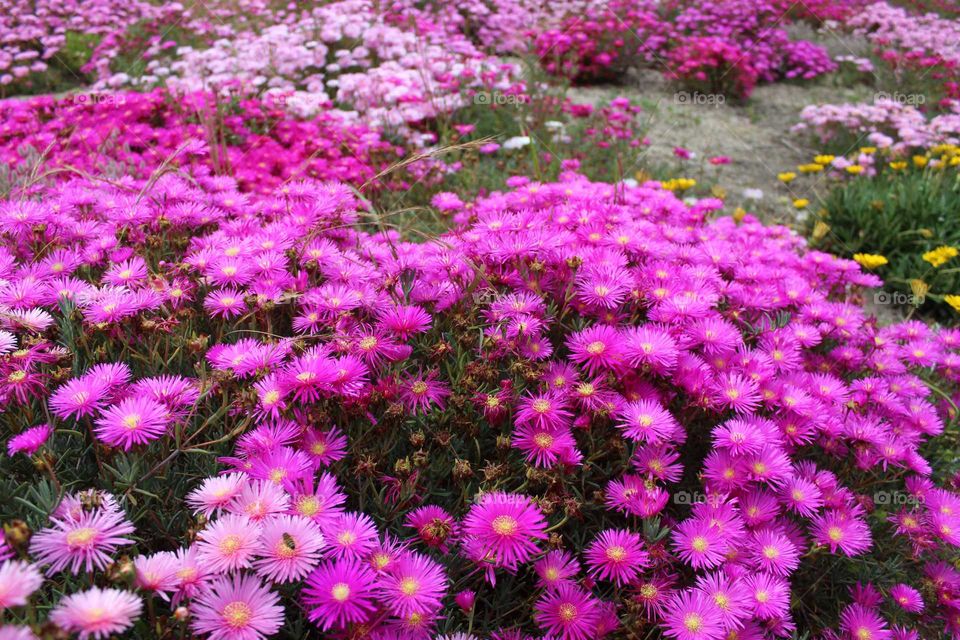 Vibrant pink colour of nature