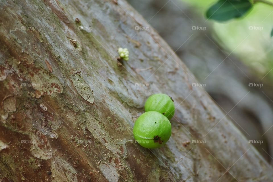 Jabuticaba 