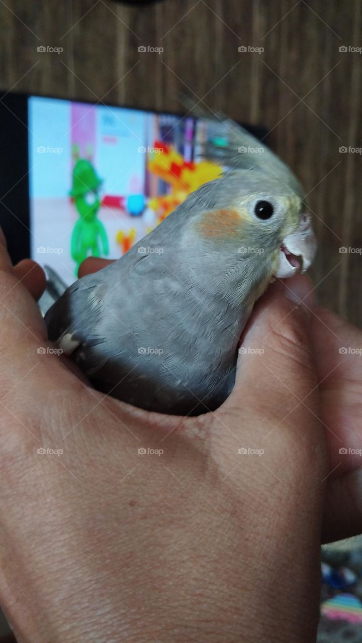 Cockatiels and their behaviors are so charming that if they are well taken care of and all their needs are met, they can become the kindest pets. They are very vocal and intelligent animals, therefore, they require a lot of attention so be with them