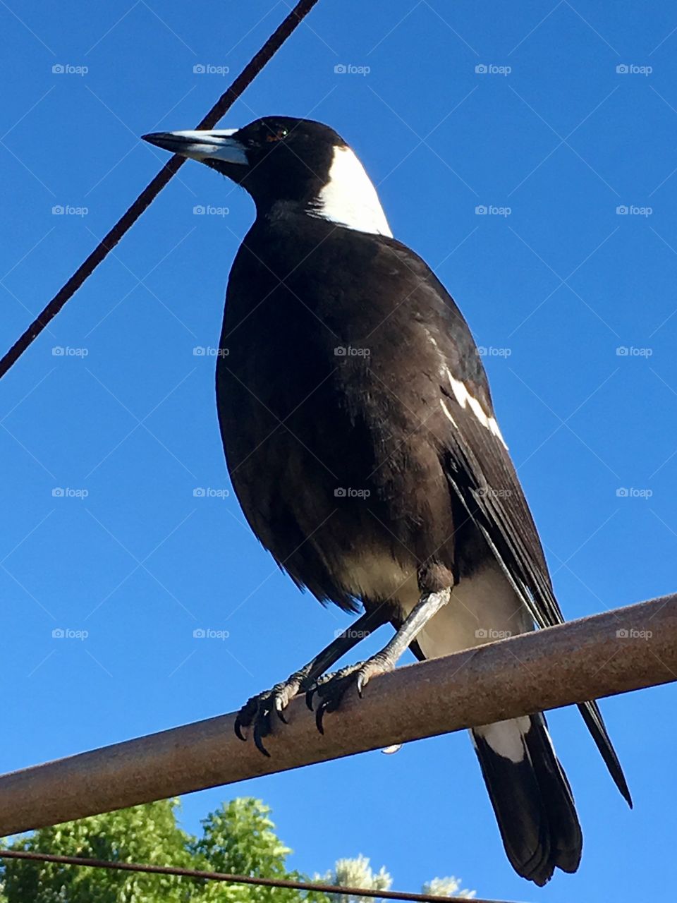Closeup view large magpie bird perched on a metal pole outdoor blue sky