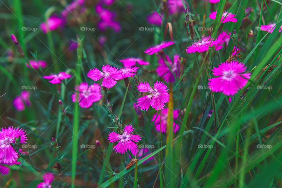 Flores de verano