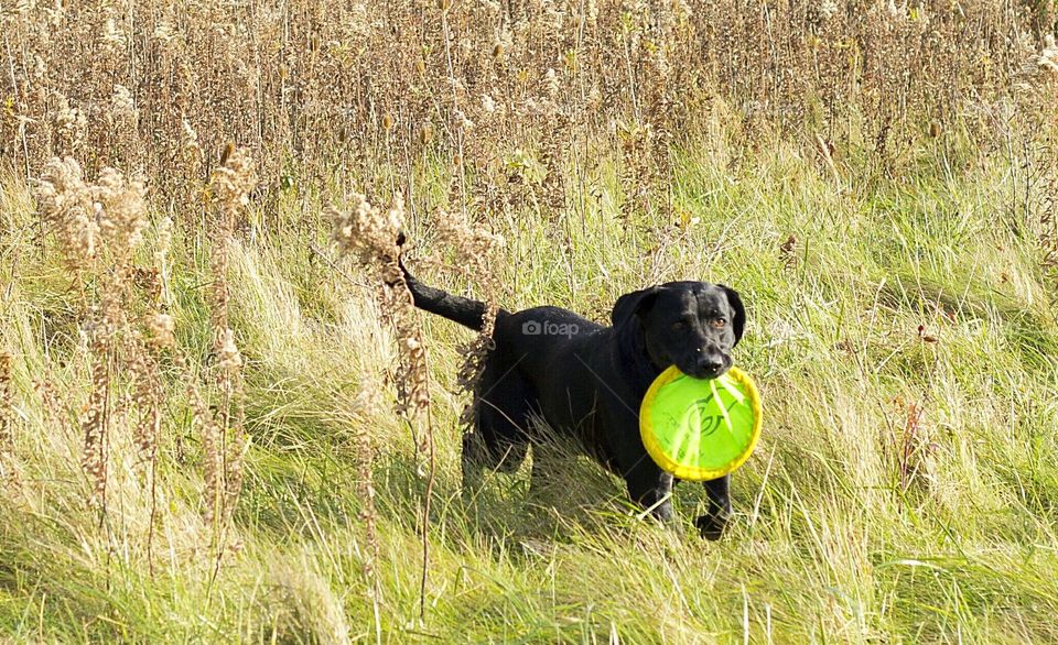Black Labrador playing with frisbee