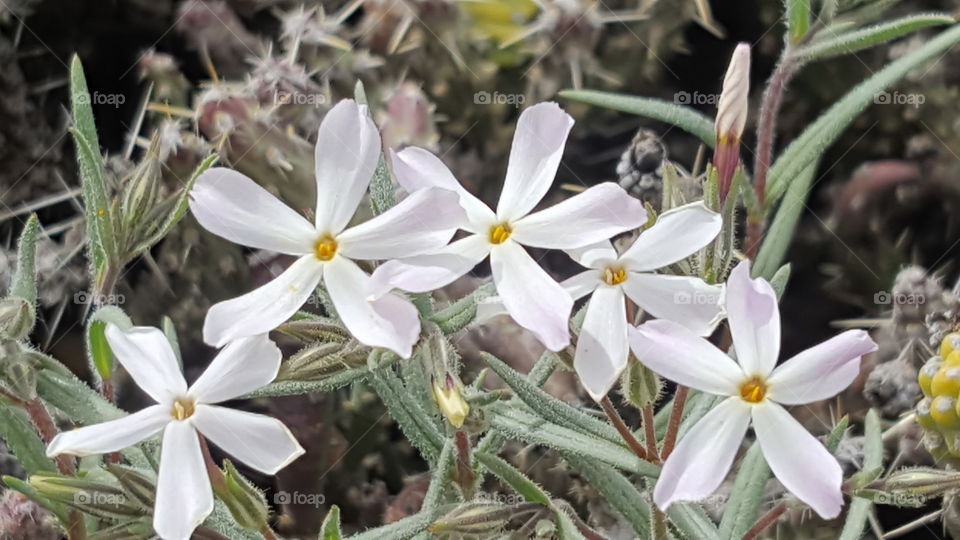 white desert flowers