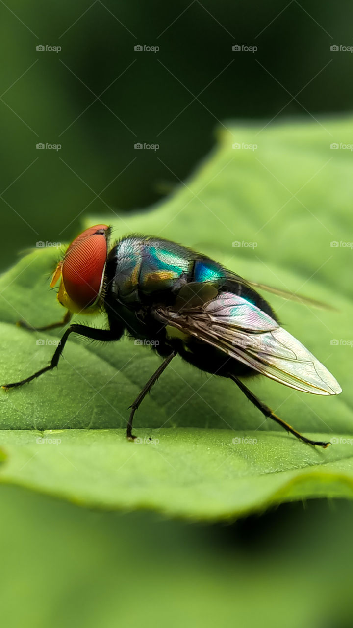 A green fly photographed up close. Those red eyes are very pretty. This was photographed in the garden using macro.