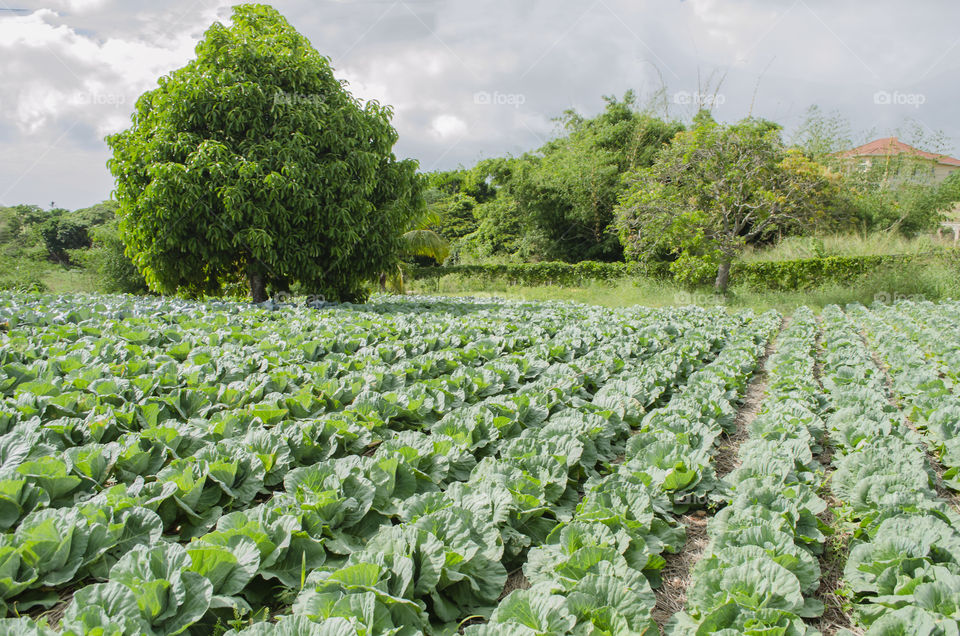 Otaheite Apple Tree In Cabbage Garden