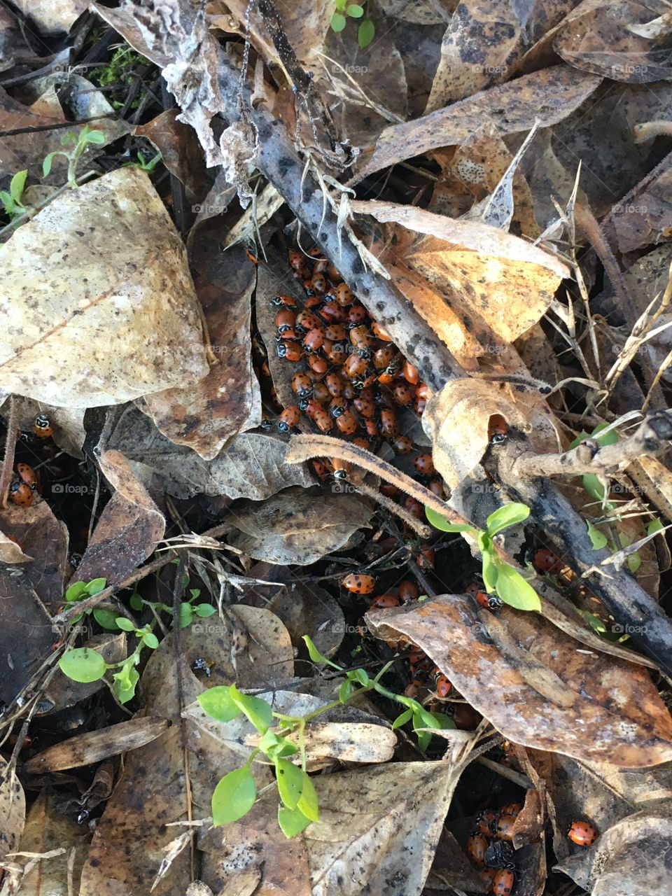 Hibernating lady bugs