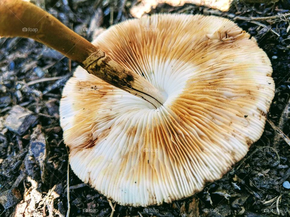 Mushroom Cap