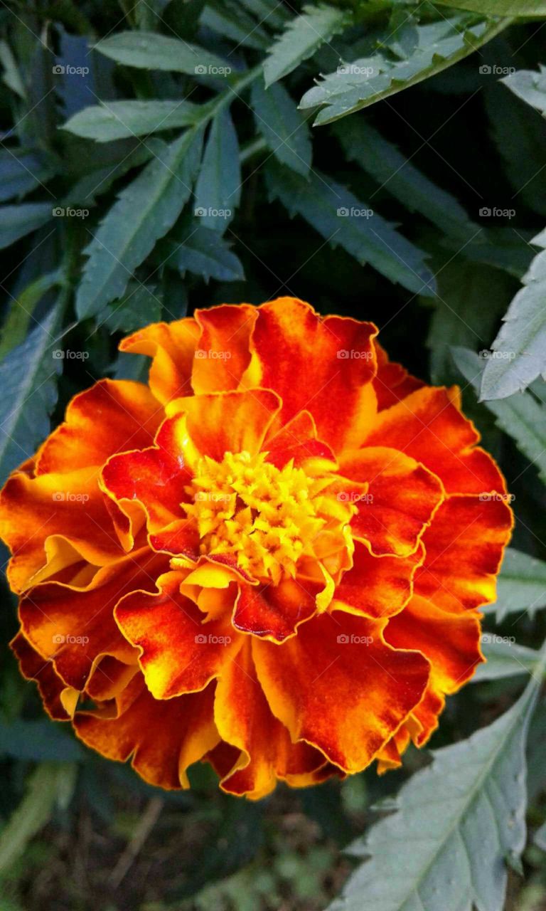 Marigold