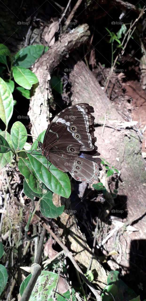 blue morpho butterfly