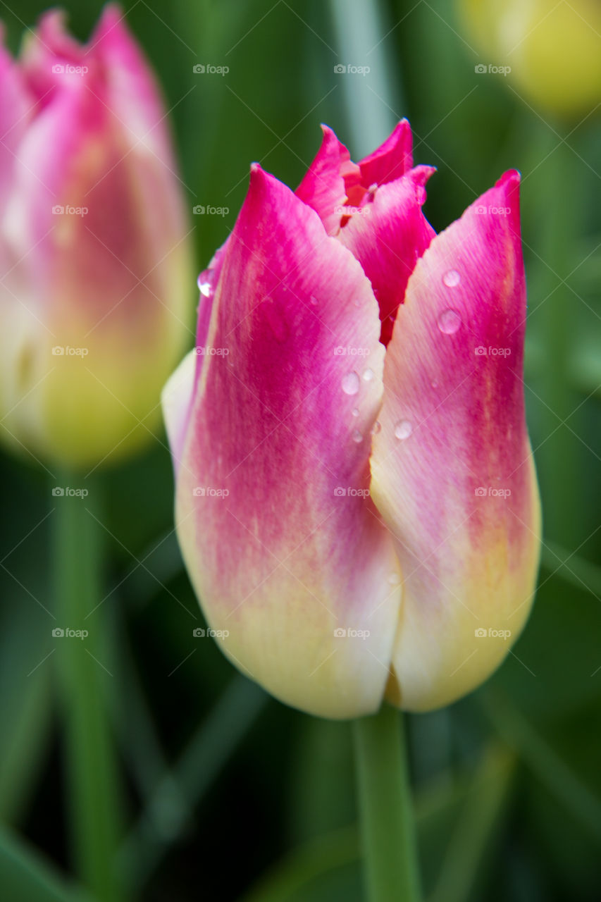 Tulip and water droplets 