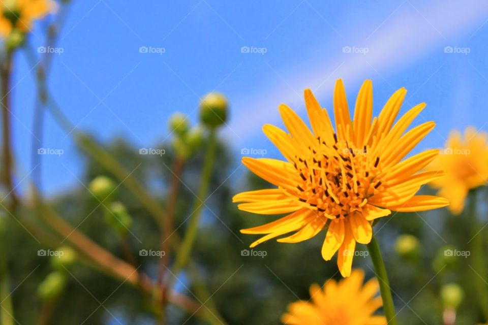 yellow flower