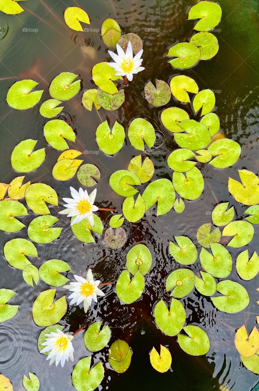 Lily Pond 