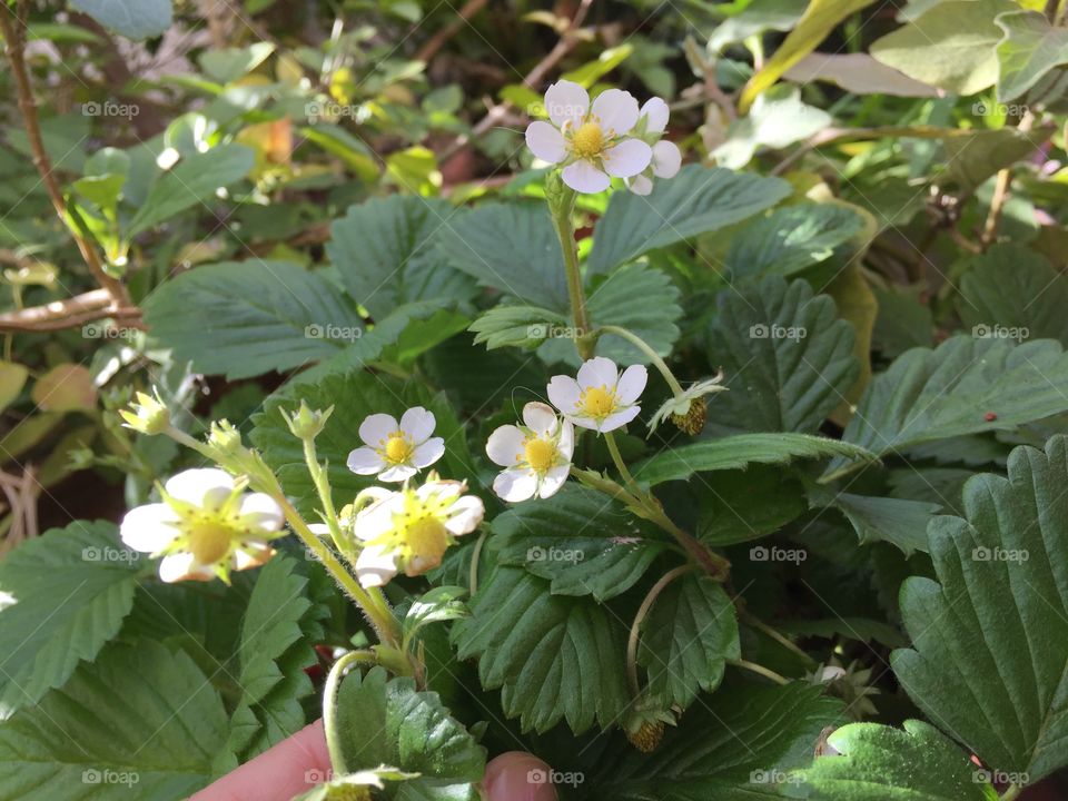 Strawberry flowers 