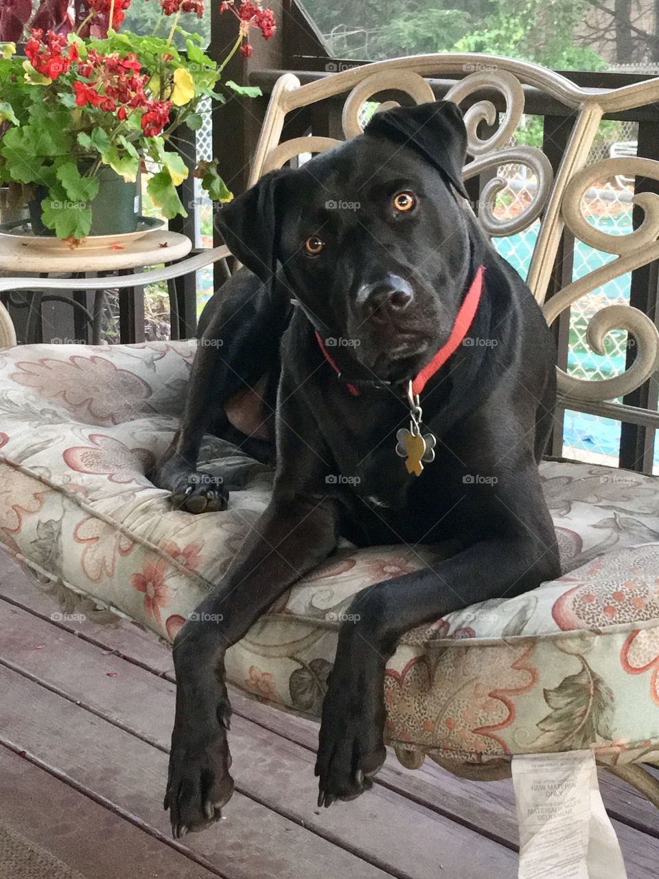 Alert black lab lounging on porch