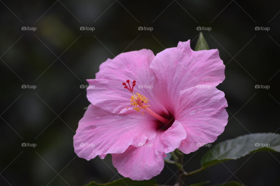 Light Pink Hibiscus flower.