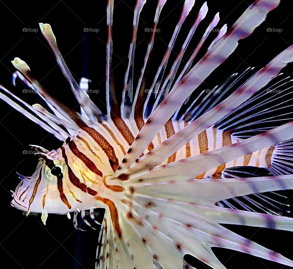 Beautiful lionfish—taken in Hammond, Indiana 