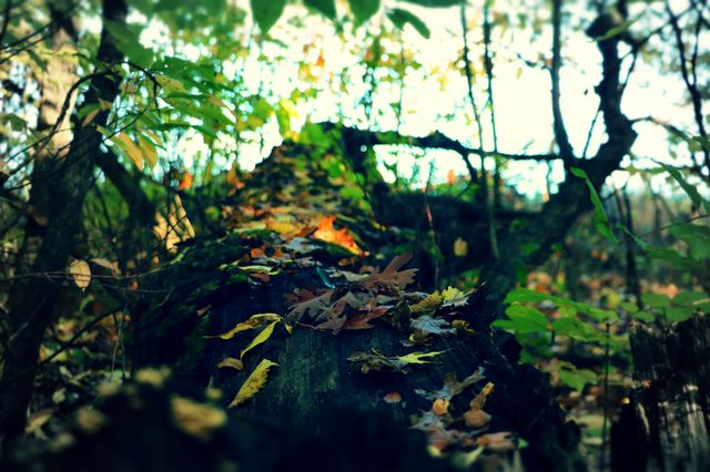 Follow the Lea