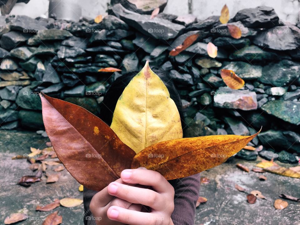 Falling leaves. A little girl playing with falling leaves during fall season