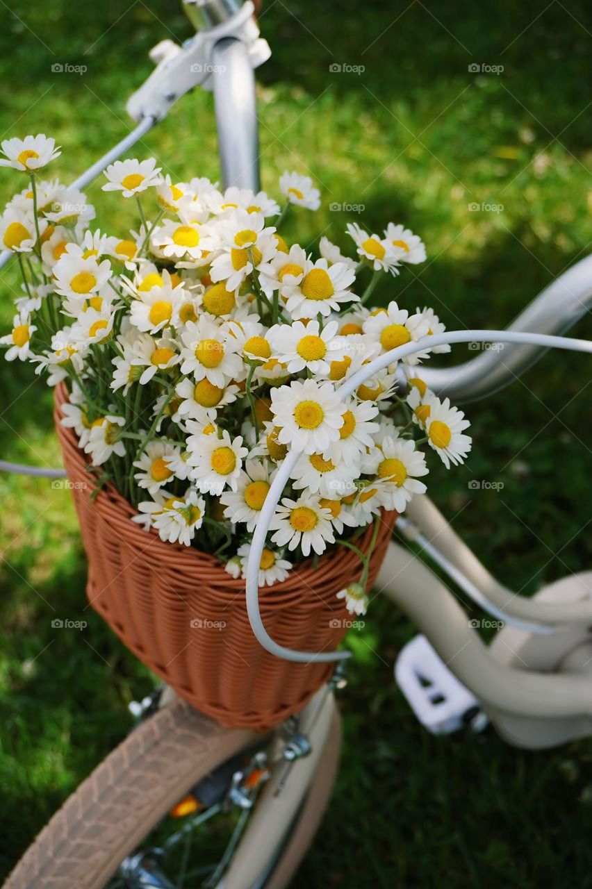 bouquet of wild daisies in a basket on a bicycle