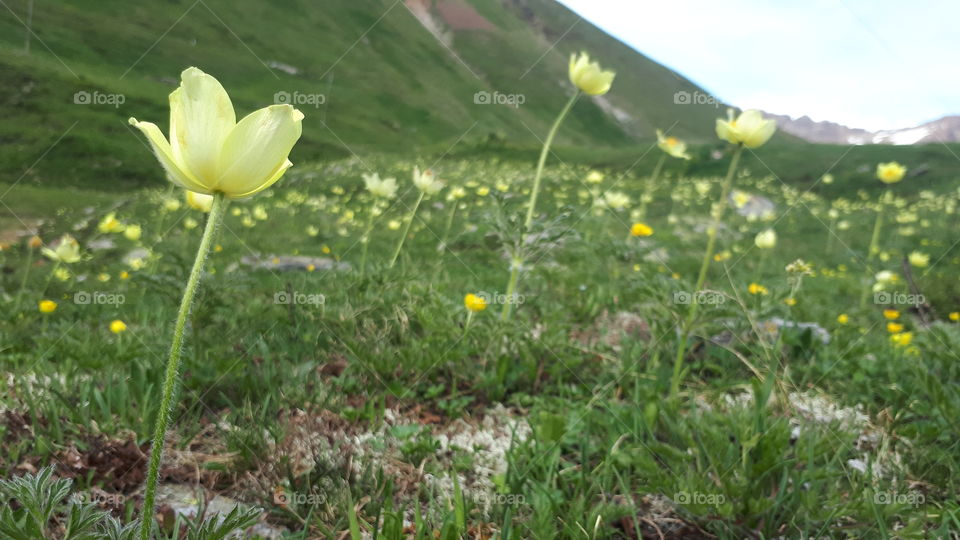 mountain flowers, Italian Alps, Pulsatilla flower