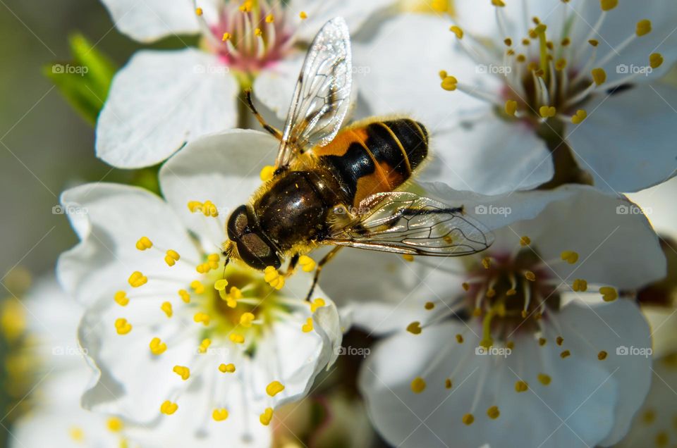 The beauty of spring