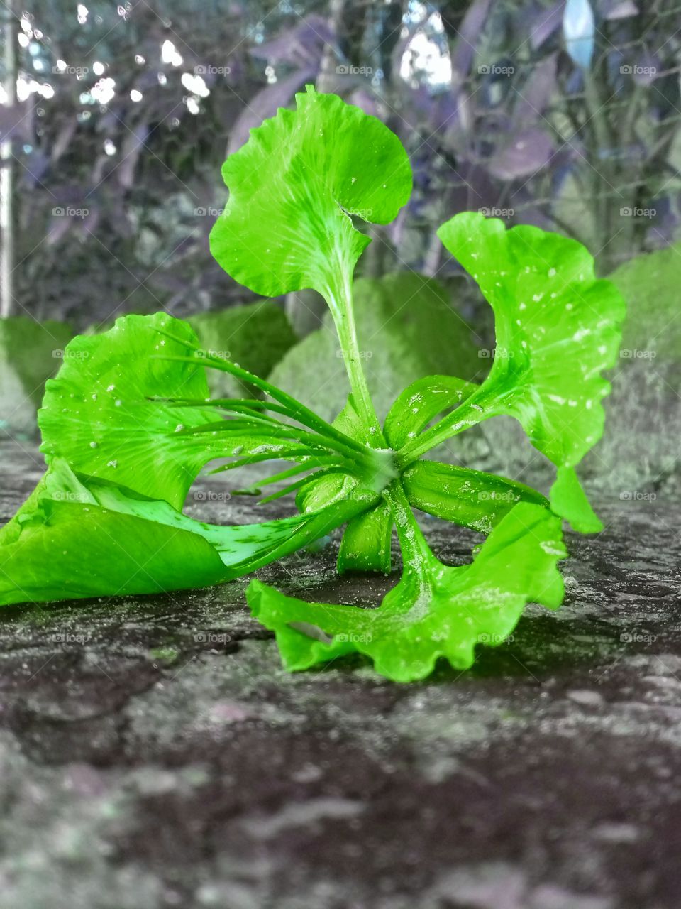 great color illusan flower in green color.