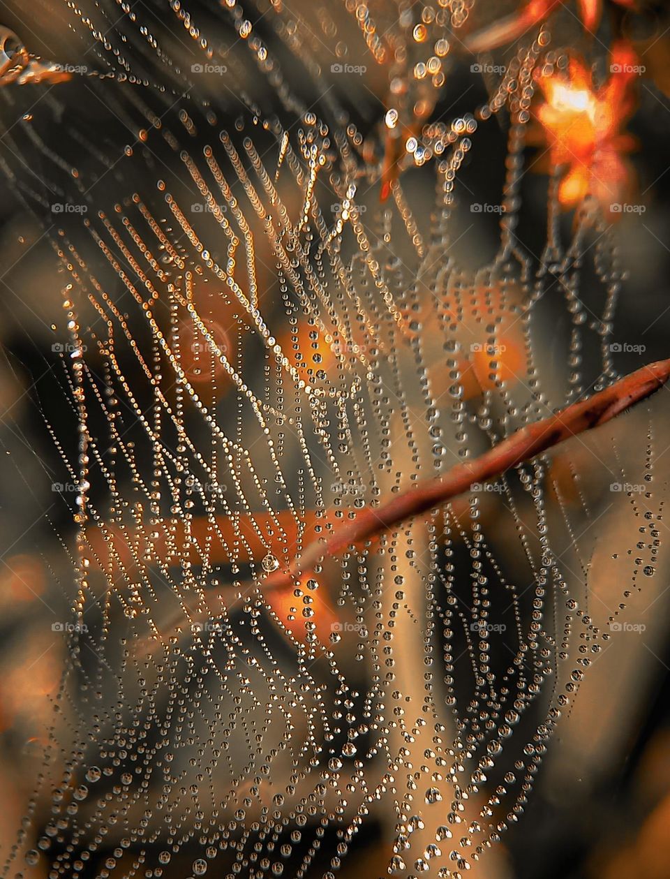 Spider web and dew