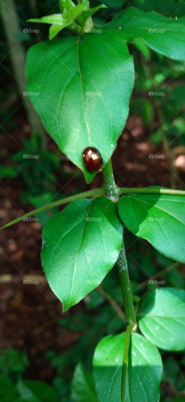 Cycloneda sanguinea is a species of ladybug