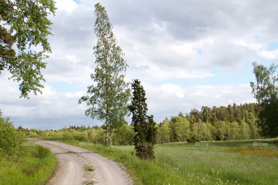 Swedish summer . Swedish summer 