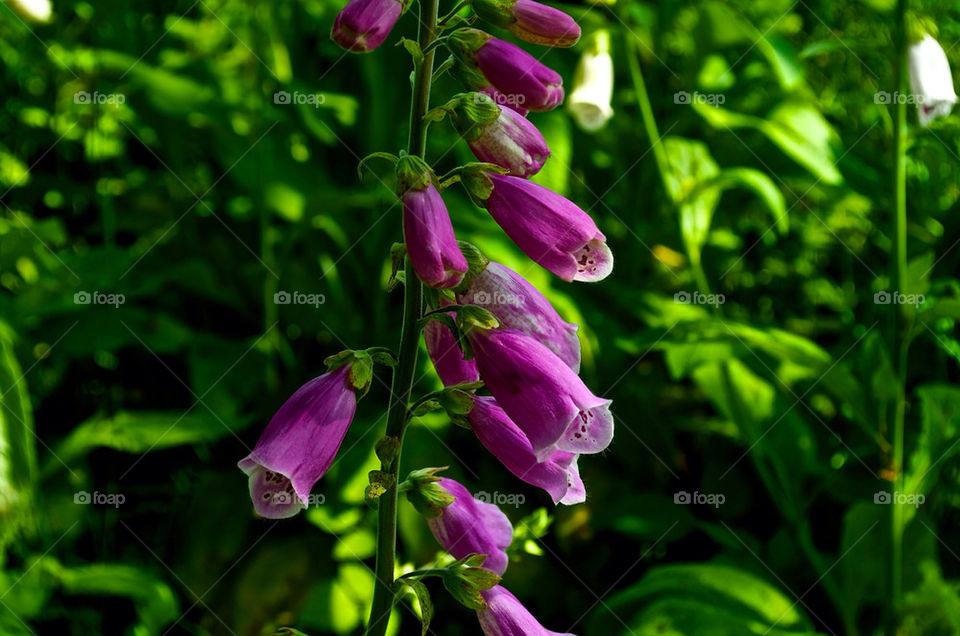flowers purple vibrant buds by razornuku
