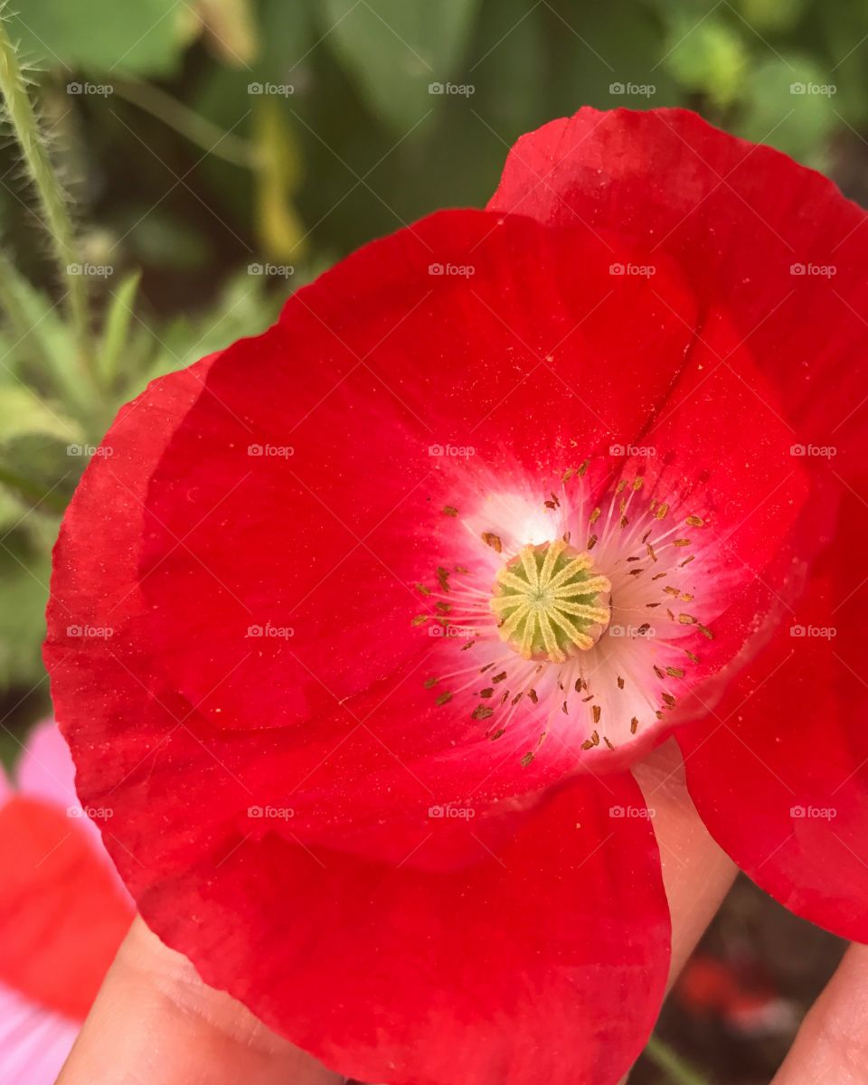 Red flower. Poppy.
