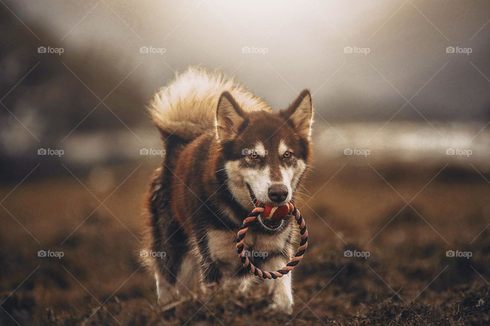 my dog leklek playing outdoor.